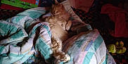 Timine participe au concours pour gagner de l'argent avec cette photo : bed, bed_sheet, bedding, bedroom, brown, cat, comfort, domestic_short_haired_cat, duvet, felidae, fur, linens, pattern, pillow, room, small_to_medium_sized_cats, tail, textile, whiskers, wood