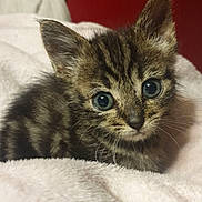 Moa participe au concours pour gagner de l'argent avec cette photo : kitten, tabby, cat, feline, curious_eyes, fluffy_blanket, pink_blanket, indoor, closeup, cute, small, pet, fur, whiskers, ears, resting, young, animal, cozy, soft