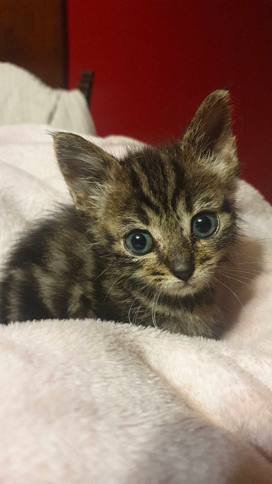 Moa participe au concours pour gagner de l'argent avec cette photo : kitten, tabby, cat, feline, curious_eyes, fluffy_blanket, pink_blanket, indoor, closeup, cute, small, pet, fur, whiskers, ears, resting, young, animal, cozy, soft