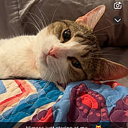 Drake joined the competition — help win amazing prizes! animal, bed, cat, closeup, colorful, cute, ears, fabric, face, feline, indoor, pet, pillow, quilt, relaxing, resting, sleepy, snapshot, soft, whiskers