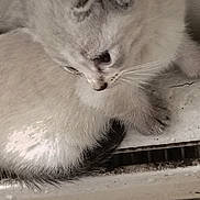 Lucky joined the competition — help win amazing prizes! kitten, cat, animal, pet, white_fur, close_up, whiskers, curious, resting, furry, soft, cute, domestic, young, small, portrait, face, ears, tail, floor