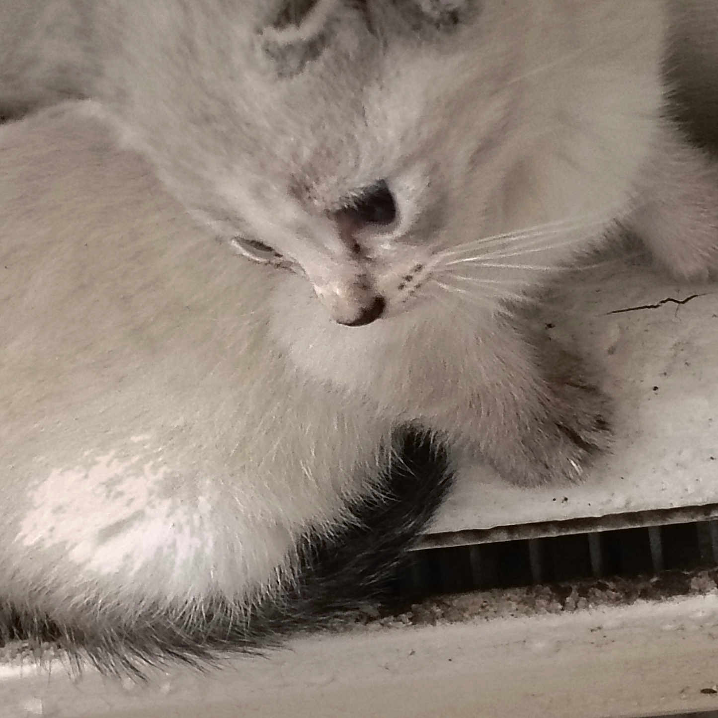 Lucky joined the competition — help win amazing prizes! kitten, cat, animal, pet, white_fur, close_up, whiskers, curious, resting, furry, soft, cute, domestic, young, small, portrait, face, ears, tail, floor