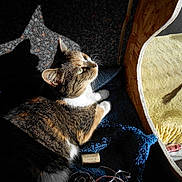 Sylla a rejoint le concours — aidez-le/la à gagner de superbes lots !