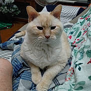 Puddly joined the competition — help win amazing prizes! cat, indoor, blanket, fur, resting, animal, pet, cozy, christmas_tree, fan, furniture, home, relaxing, cream_colored, whiskers, ears, paws, window_blinds, plaid, patterned