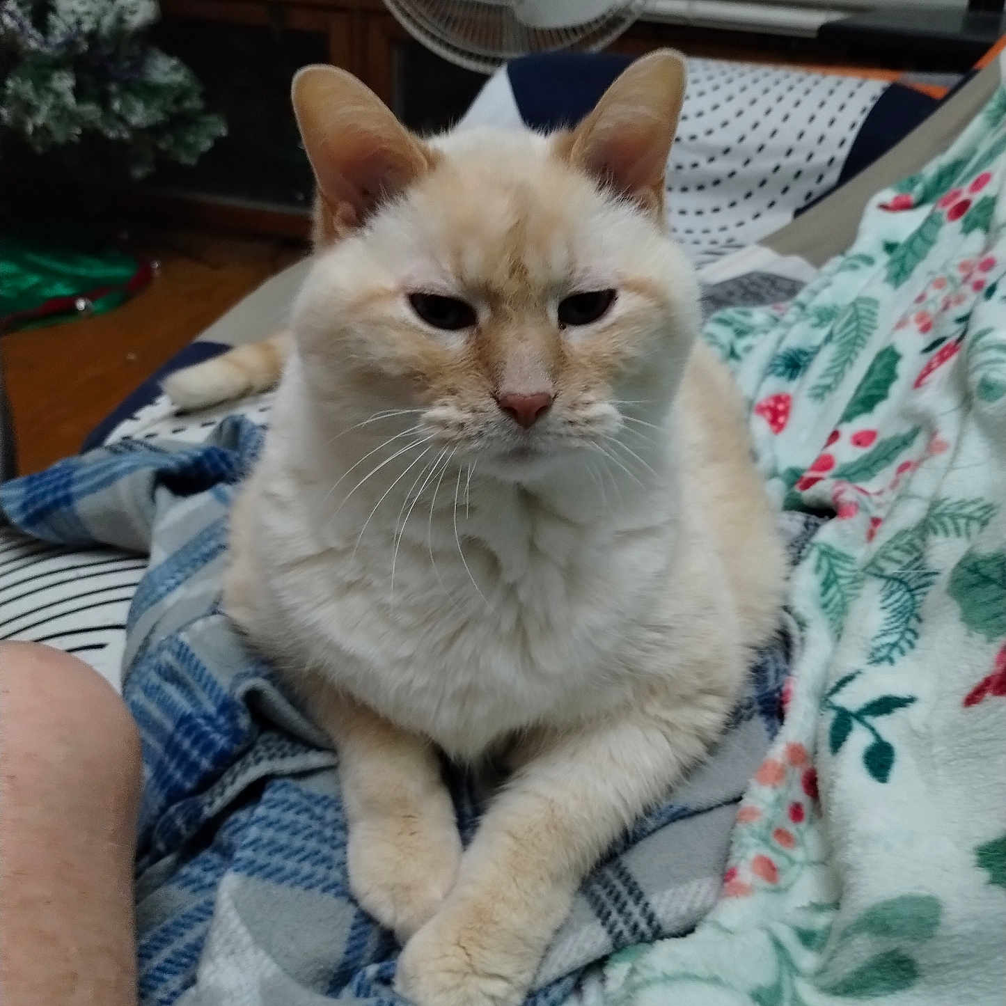 Puddly joined the competition — help win amazing prizes! cat, indoor, blanket, fur, resting, animal, pet, cozy, christmas_tree, fan, furniture, home, relaxing, cream_colored, whiskers, ears, paws, window_blinds, plaid, patterned