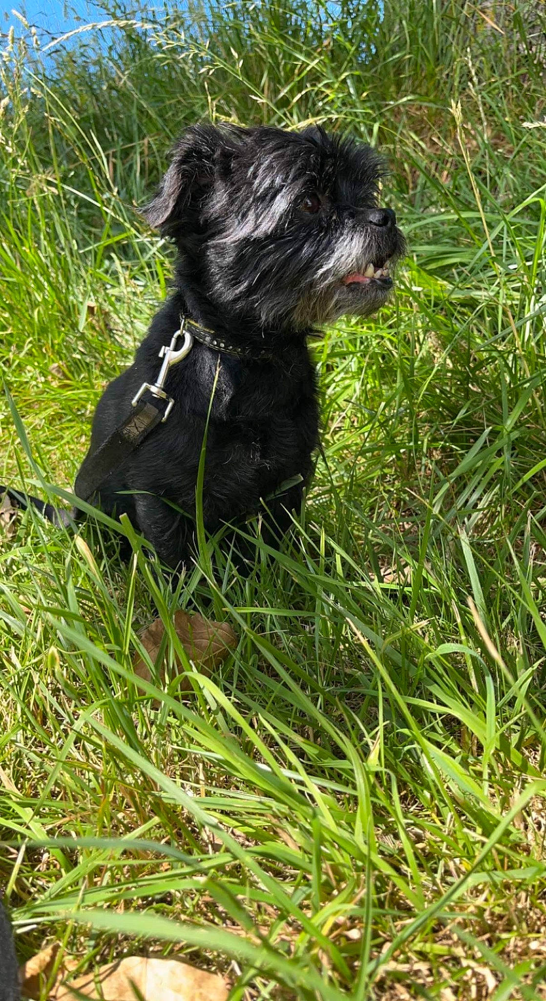 Naruto a rejoint le concours — aidez-le/la à gagner de superbes lots ! canidae, carnivore, companion_dog, dog, dog_breed, dog_supply, fur, grass, grassland, liver, plant, shih_poo, small_terrier, snout, sporting_group, tail, terrier, toy_dog, water_dog, working_animal