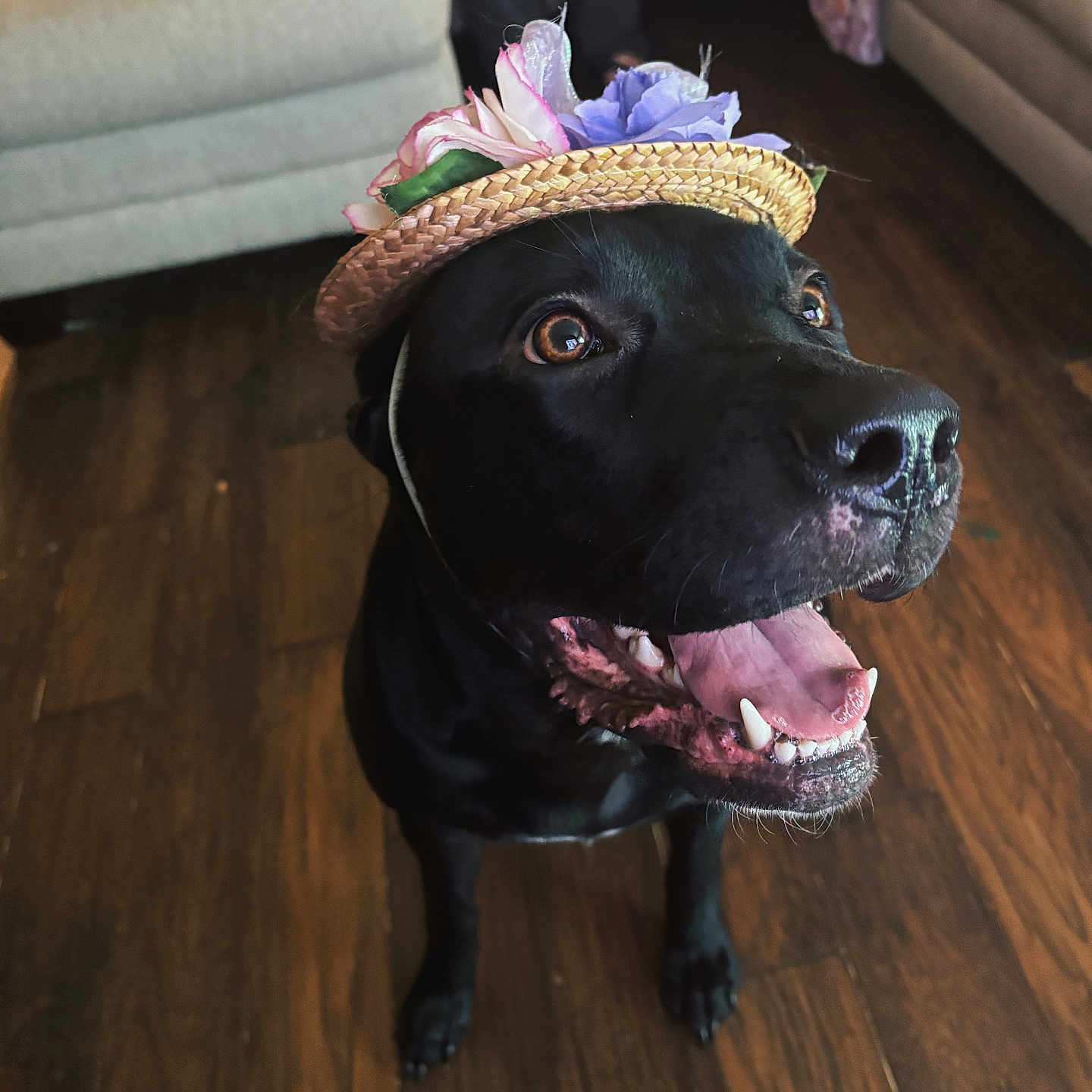 Athena is registered to the contest to win money with this photo: animal, black_dog, brown_eyes, canine, close_up, couch, cute, dog, domestic_animal, flower_hat, furniture, happy, hat, indoor, living_room, pet, playful, smiling, tongue_out, wooden_floor