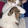 cat, tabby, sleeping, paw, cozy, knitted_blanket, striped, white_fur, brown_fur, relaxed, cute, pet, animal, feline, domestic_cat, lying_down, resting, soft_texture, close_up, indoors