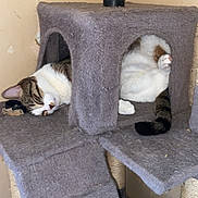 Pacha participe au concours pour gagner de l'argent avec cette photo : cat, cat_condo, sleeping, furry, indoor, pet, relaxed, animal, paw, tail, feline, cozy, resting, household, scratching_post, furniture, cute, tabby, white, gray