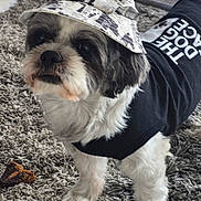 Mr. Kibble joined the competition — help win amazing prizes! accessory, animal, black_shirt, bucket_hat, carpet, close_up, clothing, companion, curious, cute, dog, hat, home, indoor, pet, playful, small_dog, smiley_face, standing, white_fur