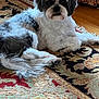 dog, pet, indoor, rug, carpet, fluffy, white_fur, gray_fur, small_dog, laying_down, paw, face, looking_at_camera, living_room, wood_floor, curtain, cozy, close_up, portrait, cute
