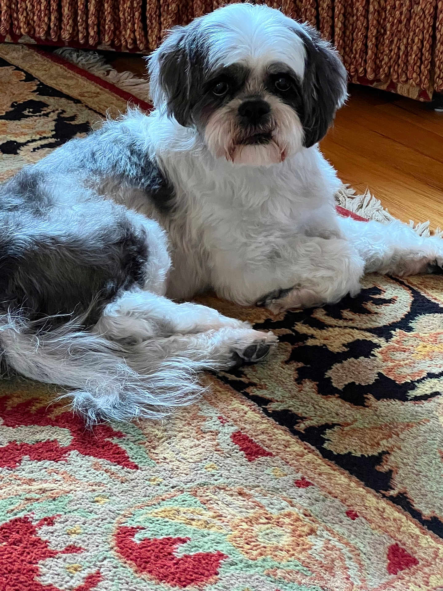 Mr. Kibble is registered to the contest to win money with this photo: dog, pet, indoor, rug, carpet, fluffy, white_fur, gray_fur, small_dog, laying_down, paw, face, looking_at_camera, living_room, wood_floor, curtain, cozy, close_up, portrait, cute