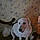 Kody