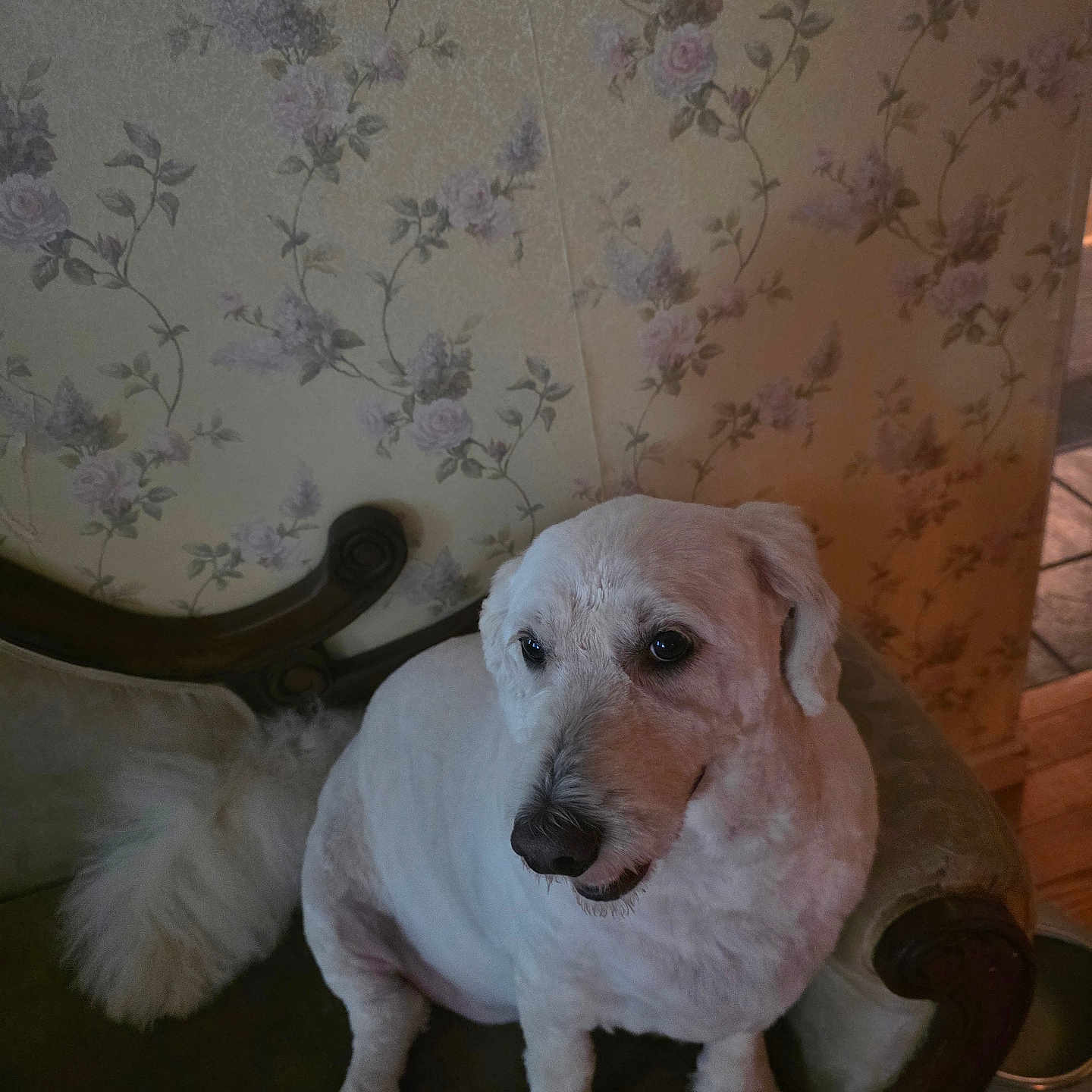 Kody is registered to the contest to win money with this photo: dog, pet, white_dog, animal, portrait, sitting, indoors, armchair, furniture, floral_wallpaper, wallpaper, home, living_room, face, eyes, nose, fluffy_tail, white_fur, looking_at_camera, cozy