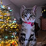Mia a rejoint le concours — aidez-le/la à gagner de superbes lots ! animal, background, blanket, cat, christmas_lights, christmas_tree, cozy, cute, decor, feline, festive, holiday, home, indoor, kitten, ornaments, pet, pink_collar, tabby, twinkling_lights