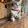 Mia participe au concours pour gagner de l'argent avec cette photo : animal, cactus, cat, closeup, condiments, curious, domestic_cat, feline, green_eyes, indoor, pet, potted_plant, red_collar, relaxed, resting, shelf, tabby, whiskers, wooden_table, wooden_wall