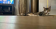 Mia participe au concours pour gagner de l'argent avec cette photo : animal, cat, decor, eyes_closed, floor, furniture, gold_accent, home, indoor, living_room, man_on_tv, modern, pet, relaxed, resting, sleeping_cat, tabby_cat, table, television, vase