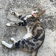Mia a rejoint le concours — aidez-le/la à gagner de superbes lots ! alert, animal, cat, collar, concrete, cute, domestic_animal, ears, feline, four_legs, fur, laying_down, looking, outdoor, pet, resting, tabby, tail, texture, whiskers