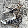 alert, animal, cat, collar, concrete, cute, domestic_animal, ears, feline, four_legs, fur, laying_down, looking, outdoor, pet, resting, tabby, tail, texture, whiskers