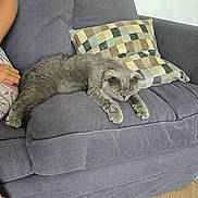 Noa participe au concours pour gagner de l'argent avec cette photo : animal, cat, checkered_pillow, couch, cute, domestic_cat, fur, furniture, gray_cat, home, human_arm, indoor, lazy, living_room, pet, pillow, relaxed, resting, sofa, wood_floor