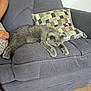 animal, cat, checkered_pillow, couch, cute, domestic_cat, fur, furniture, gray_cat, home, human_arm, indoor, lazy, living_room, pet, pillow, relaxed, resting, sofa, wood_floor