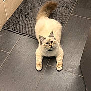 Aegon a rejoint le concours — aidez-le/la à gagner de superbes lots ! bathroom, blue_eyes, cat, close_up, collar, cute, domestic_pet, feline, fluffy_tail, fur, indoor, looking_up, mat, paws, pet, playful, portrait, ragdoll, tile_floor, whiskers