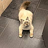 Aegon a rejoint le concours — aidez-le/la à gagner de superbes lots ! bathroom, blue_eyes, cat, close_up, collar, cute, domestic_pet, feline, fluffy_tail, fur, indoor, looking_up, mat, paws, pet, playful, portrait, ragdoll, tile_floor, whiskers