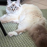 Aegon a rejoint le concours — aidez-le/la à gagner de superbes lots ! animal, blue_eyes, brown_fur, cat, cute, domestic_cat, ear, floor, fluffy, green_rug, indoor, long_fur, paw, pet, relaxed, rug, tail, tennis_ball, toy, white_fur