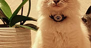 Aegon participe au concours pour gagner de l'argent avec cette photo : animal, cat, collar, cute, domestic, ears, eyes, face, feline, fluffy_cat, fur, home, indoor, pet, plant, potted_plant, sitting, table, whiskers, wooden_surface