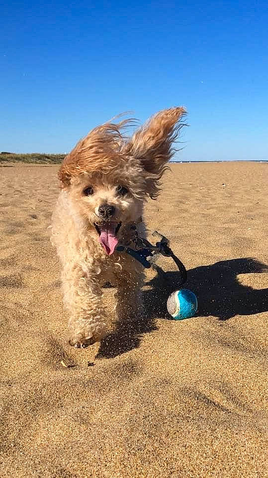 Peanut is registered to the contest to win money with this photo: beach, canidae, carnivore, coast, companion_dog, dog, dog_breed, dog_supply, fawn, labradoodle, landscape, ocean, sand, sky, small_terrier, soil, sporting_group, terrier, toy_dog, water_dog