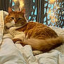 Honey is registered to the contest to win money with this photo: animal, bed, blanket, calm, cat, cozy, cute, decor, fairy_lights, fluffy, fur, furniture, ginger_cat, indoor, pet, portrait, relaxed, resting, white_cat, wood_panel