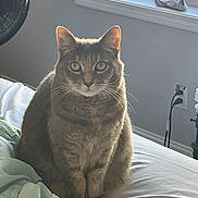 Gizzy is registered to the contest to win money with this photo: cat, tabby, pet, animal, feline, sitting, bed, bedroom, indoors, window, sunlight, portrait, fur, whiskers, ears, green_eyes, gray_coat, alert, cozy, home