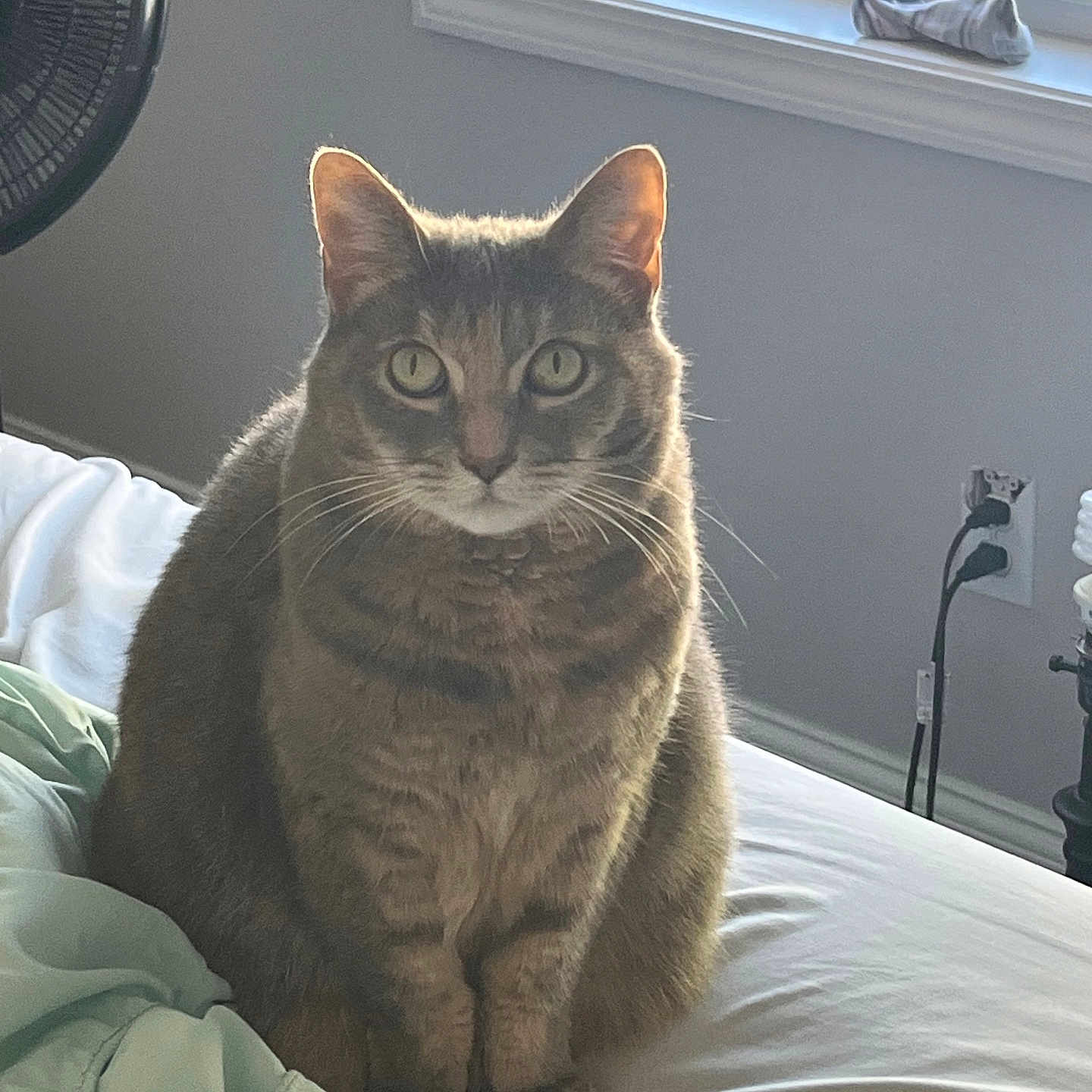 Gizzy is registered to the contest to win money with this photo: cat, tabby, pet, animal, feline, sitting, bed, bedroom, indoors, window, sunlight, portrait, fur, whiskers, ears, green_eyes, gray_coat, alert, cozy, home