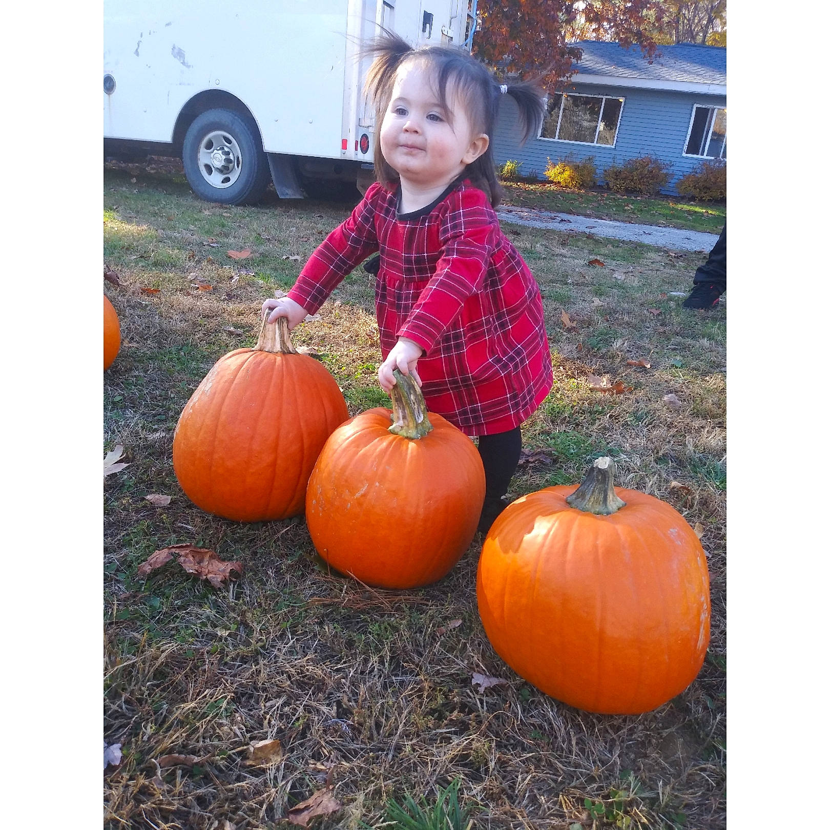 Athena is registered to the contest to win money with this photo: _and_melon_family, _gourd, calabaza, child, cucumber, cucurbita, food, fruit, gourd, local_food, orange, person, plant, play, produce, pumpkin, squash, toddler, vegetable, vegetarian_food