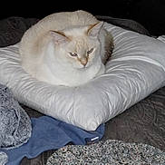 Luna Blue is registered to the contest to win money with this photo: cat, cream_colored, pillow, blanket, bed, fluffy, indoor, cozy, feline, resting, relaxed, animal, pet, comfort, sleepy, soft, warm, cute, domestic, fur