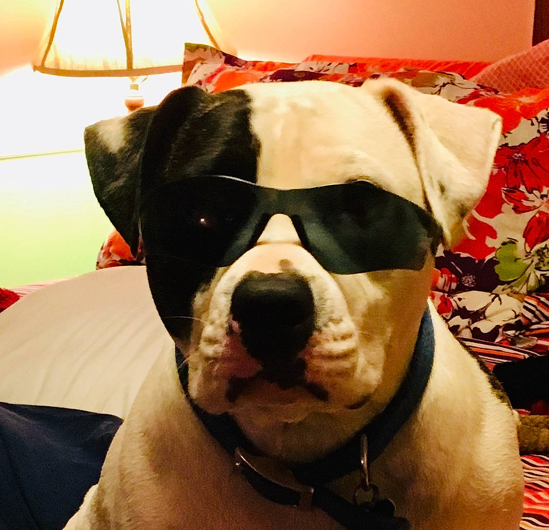 Teddie joined the competition — help win amazing prizes! carnivore, collar, companion_dog, dog, dog_breed, dog_clothes, dog_collar, dog_supply, ear, eyewear, fawn, head, jaw, mammal, selfie, snout, sporting_group, vision_care, whiskers, working_animal