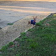 Harry is registered to the contest to win money with this photo: afternoon, alone, brown_dog, clothing, curious, dog, driveway, grass, morning, nature, outdoor, pet, plants, quiet, shadow, sidewalk, small_dog, sunlight, texture, yard