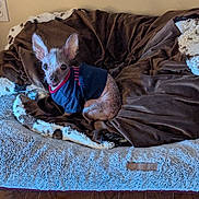 Harry joined the competition — help win amazing prizes! dog, small_dog, blue_shirt, dog_bed, blanket, brown_blanket, plush_bed, indoor, wood_floor, pet, animal, ears, cute, resting, looking, fur, spotty_skin, cozy, comfortable, home