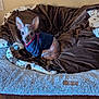 dog, small_dog, blue_shirt, dog_bed, blanket, brown_blanket, plush_bed, indoor, wood_floor, pet, animal, ears, cute, resting, looking, fur, spotty_skin, cozy, comfortable, home