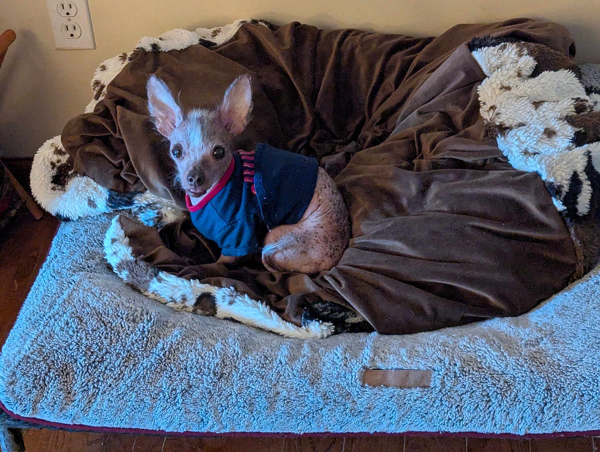 Harry joined the competition — help win amazing prizes! dog, small_dog, blue_shirt, dog_bed, blanket, brown_blanket, plush_bed, indoor, wood_floor, pet, animal, ears, cute, resting, looking, fur, spotty_skin, cozy, comfortable, home
