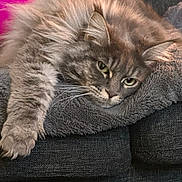 Tina a rejoint le concours — aidez-le/la à gagner de superbes lots ! cat, fluffy, gray, pet, feline, relaxed, lying_down, blanket, couch, indoor, whiskers, fur, paw, closeup, domestic_animal, sleepy, cozy, pink_background, resting, soft