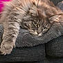 cat, fluffy, gray, pet, feline, relaxed, lying_down, blanket, couch, indoor, whiskers, fur, paw, closeup, domestic_animal, sleepy, cozy, pink_background, resting, soft