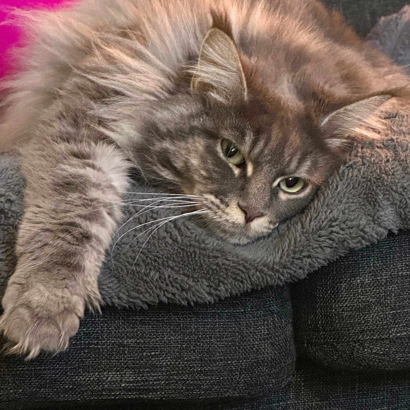 Tina a rejoint le concours — aidez-le/la à gagner de superbes lots ! blanket, cat, closeup, couch, cozy, domestic_animal, feline, fluffy, fur, gray, indoor, lying_down, paw, pet, pink_background, relaxed, resting, sleepy, soft, whiskers