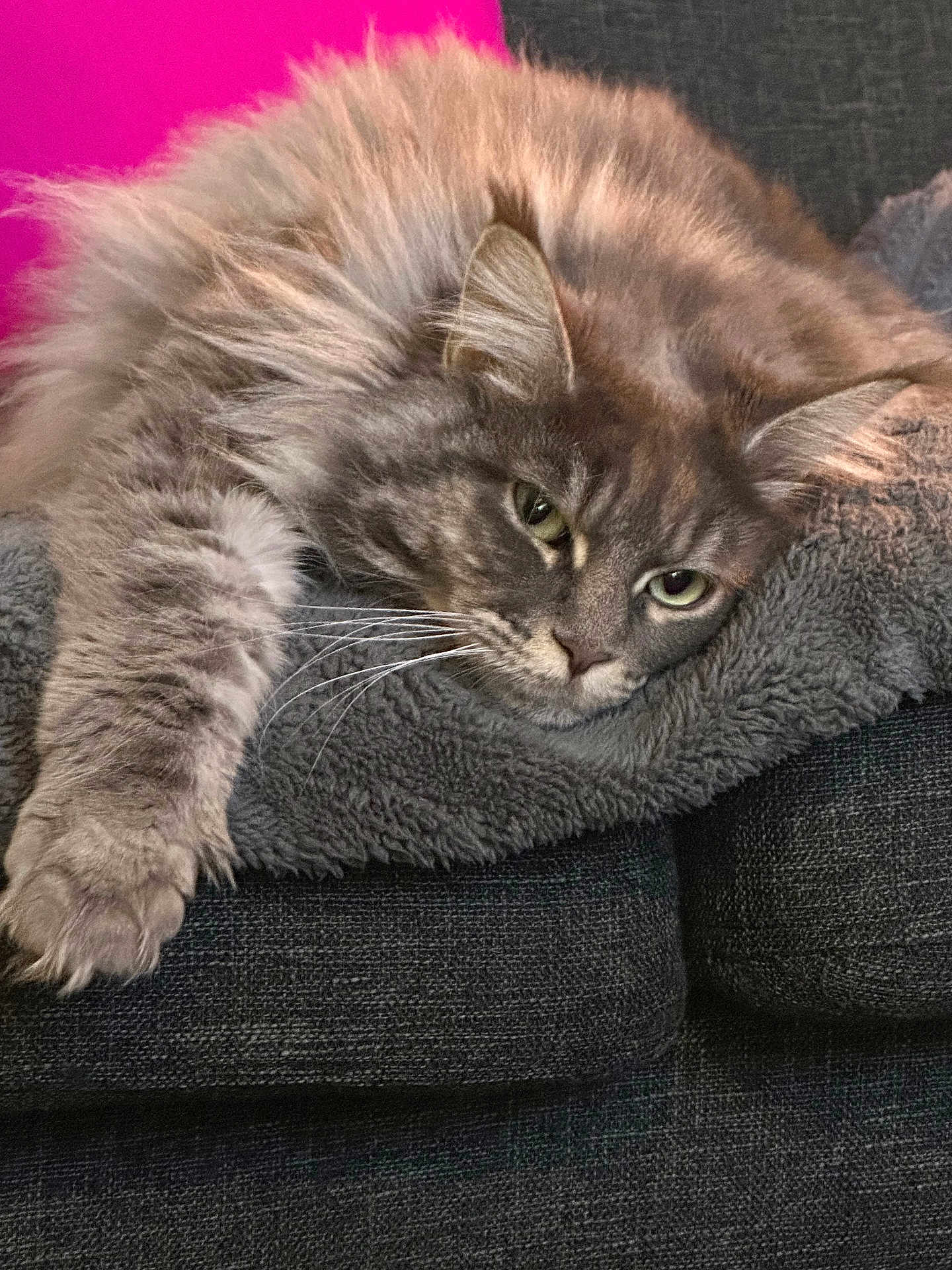 Tina a rejoint le concours — aidez-le/la à gagner de superbes lots ! cat, fluffy, gray, pet, feline, relaxed, lying_down, blanket, couch, indoor, whiskers, fur, paw, closeup, domestic_animal, sleepy, cozy, pink_background, resting, soft