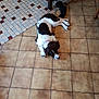 dog, indoor, tile_floor, brown_tiles, white_and_brown_dog, lying_down, resting, sock, chair, floor, domestic, pet, collar, quiet, relaxing, home, animal, spot_pattern, furniture, flooring