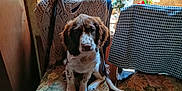 Athéna a rejoint le concours — aidez-le/la à gagner de superbes lots ! puppy, dog, chair, cushion, knitwear, window, flowers, vase, wooden_furniture, indoor, pet, brown_and_white, spotted, sitting, home, cozy, sunlight, decor, animal, cute