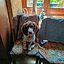 puppy, dog, chair, cushion, knitwear, window, flowers, vase, wooden_furniture, indoor, pet, brown_and_white, spotted, sitting, home, cozy, sunlight, decor, animal, cute