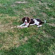 Athéna a rejoint le concours — aidez-le/la à gagner de superbes lots ! dog, grass, outdoor, rope_toy, playful, brown_and_white, pet, canine, tongue_out, sunlight, shadow, nature, animal, happy, lawn, summer, young_dog, resting, cheerful, field