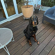 Unaï a rejoint le concours — aidez-le/la à gagner de superbes lots ! dog, outdoor, wooden_deck, potted_plant, black_dog, brown_dog, chair, table, plant, pet, animal, curious, guilty_expression, floor, furniture, leafy_plants, garden, patio, domestic_animal, companion