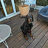 animal, black_dog, brown_dog, chair, companion, curious, dog, domestic_animal, floor, furniture, garden, guilty_expression, leafy_plants, outdoor, patio, pet, plant, potted_plant, table, wooden_deck